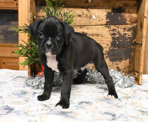 AKC Registered Boxer For Sale Fredericksburg OH Male-Kody