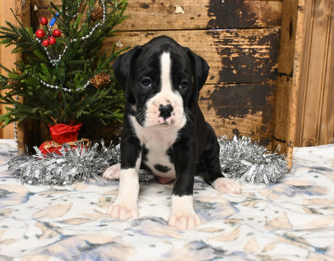 AKC Registered Boxer For Sale Fredericksburg OH Male-Klay