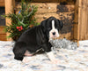 AKC Registered Boxer For Sale Fredericksburg OH Male-Klay