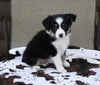 Mini Australian Shepherd For Sale Orrville OH Female-Princess