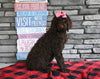 AKC Registered Standard Poodle For Sale Millersburg OH Female-Maddie