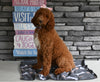 AKC Registered Standard Poodle For Sale Millersburg OH Female-Marsha