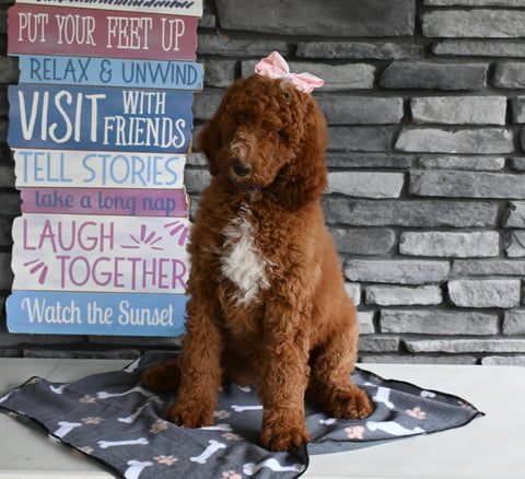 AKC Registered Standard Poodle For Sale Millersburg OH Female-Marsha