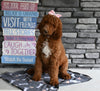 AKC Registered Standard Poodle For Sale Millersburg OH Female-Marsha