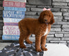 AKC Registered Standard Poodle For Sale Millersburg OH Female-Marsha