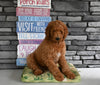 AKC Registered Standard Poodle For Sale Millersburg OH Male-Max