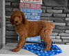 AKC Registered Standard Poodle For Sale Millersburg OH Male-Milo