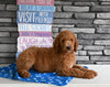 AKC Registered Standard Poodle For Sale Millersburg OH Male-Milo