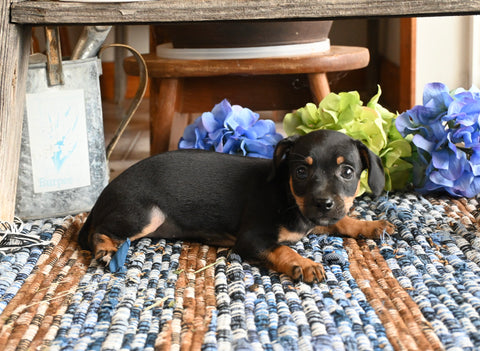 Chihuahua For Sale Mt Vernon OH Female-Tye