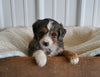 Mini F1B Aussiedoodle For Sale Applecreek OH Female-Faith