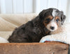 Mini F1B Aussiedoodle For Sale Applecreek OH Female-Faith