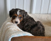 Mini F1B Aussiedoodle For Sale Applecreek OH Female-Faith