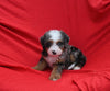 Mini Bernedoodle For Sale Sugarcreek OH Male-Teddy