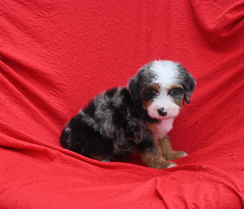 Mini Bernedoodle For Sale Sugarcreek OH Male-Teddy