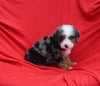 Mini Bernedoodle For Sale Sugarcreek OH Male-Teddy
