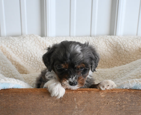 Mini F1B Aussiedoodle For Sale Applecreek OH Male-Farley
