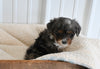 Mini F1B Aussiedoodle For Sale Applecreek OH Male-Farley