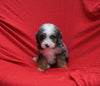 Mini Bernedoodle For Sale Sugarcreek OH Male-Teddy