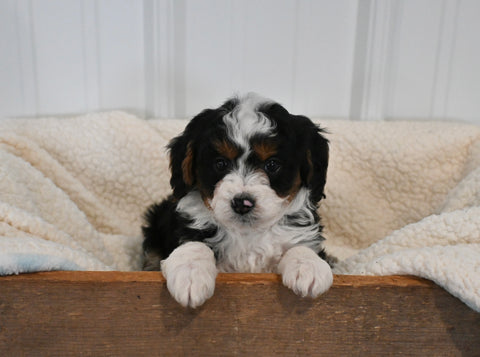 Mini F1B Aussiedoodle For Sale Applecreek OH Male-Finley