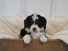 Mini F1B Aussiedoodle For Sale Applecreek OH Male-Finley