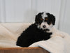 Mini F1B Aussiedoodle For Sale Applecreek OH Male-Finley