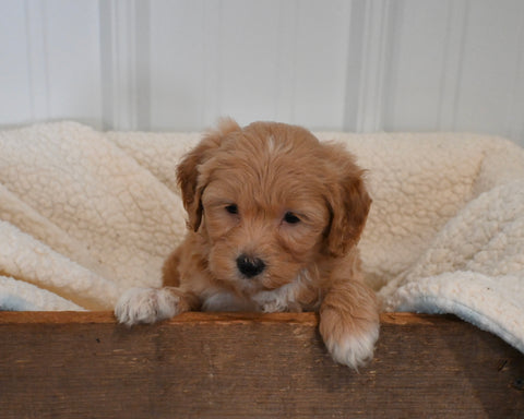 Mini F1B Aussiedoodle For Sale Applecreek OH Female-Faye