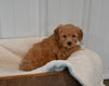 Mini F1B Aussiedoodle For Sale Applecreek OH Female-Faye