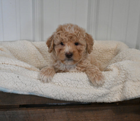 Mini F1B Aussiedoodle For Sale Applecreek OH Male-Flint