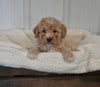 Mini F1B Aussiedoodle For Sale Applecreek OH Male-Flint