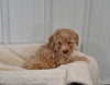 Mini F1B Aussiedoodle For Sale Applecreek OH Male-Flint