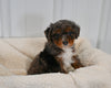 Mini F1B Aussiedoodle For Sale Applecreek OH Male-Freddy