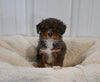 Mini F1B Aussiedoodle For Sale Applecreek OH Male-Freddy