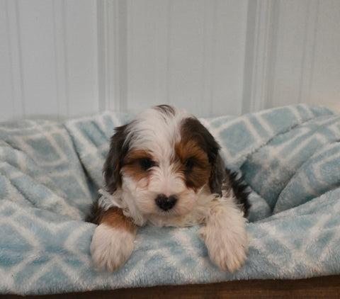 Mini F1B Aussiedoodle For Sale Applecreek OH Male-Flash