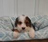 Mini F1B Aussiedoodle For Sale Applecreek OH Male-Flash