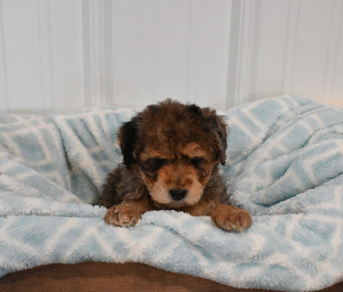 Mini F1B Aussiedoodle For Sale Applecreek OH Female-Flicka