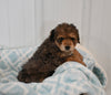Mini F1B Aussiedoodle For Sale Applecreek OH Female-Flicka