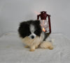 ACA Registered Pomeranian For Sale Millersburg OH Female-Bailey