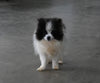 ACA Registered Pomeranian For Sale Millersburg OH Female-Bailey