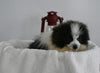 ACA Registered Pomeranian For Sale Millersburg OH Female-Bailey