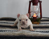 AKC Registered French Bulldog For Sale Millersburg OH Female-Angel
