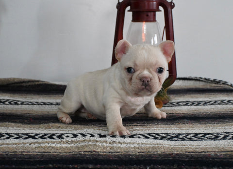 AKC Registered French Bulldog For Sale Millersburg OH Female-Angel
