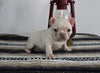 AKC Registered French Bulldog For Sale Millersburg OH Female-Angel