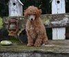 ACA Registered Mini Poodle For Sale Millersburg OH Female-Olivia