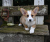 AKC Welsh Corgi For Sale Millersburg OH Male-Leo