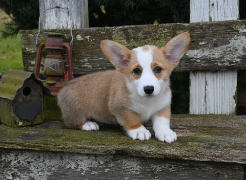 AKC Welsh Corgi For Sale Millersburg OH Male-Leo