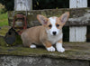 AKC Welsh Corgi For Sale Millersburg OH Male-Leo