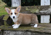 AKC Welsh Corgi For Sale Millersburg OH Male-Leo