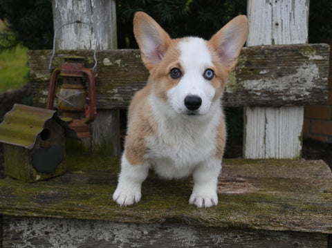 AKC Registered Welsh Corgi For Sale Millersburg OH Male-Jace