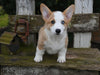 AKC Registered Welsh Corgi For Sale Millersburg OH Male-Jace