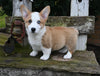 AKC Registered Welsh Corgi For Sale Millersburg OH Male-Jace